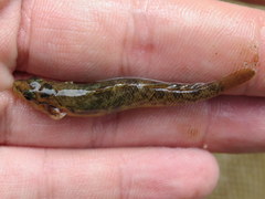Etheostoma smithi