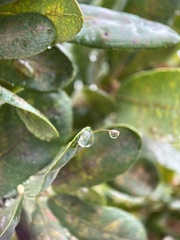 Andricus pedicellatus