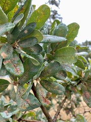 Andricus pedicellatus