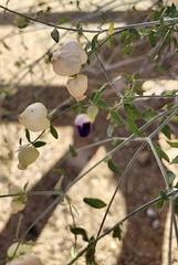 Scutellaria mexicana