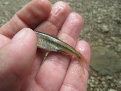 Notropis boops