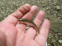 Notropis boops