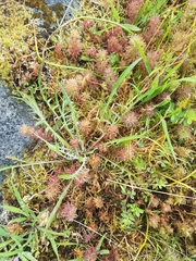 Microseris bigelovii