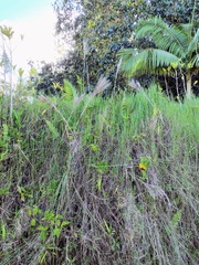 Andropogon bicornis