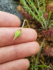 Microseris bigelovii