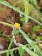 Microseris bigelovii