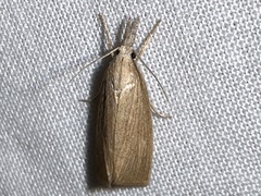 Diatraea crambidoides