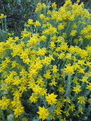 Genista tournefortii