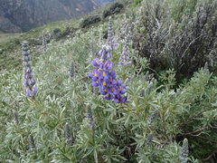 Lupinus