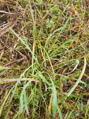 Microseris bigelovii