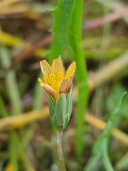 Microseris bigelovii