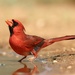 Northern Cardinal - Photo (c) Cheryl Rosenfeld, some rights reserved (CC BY-NC), uploaded by Cheryl Rosenfeld