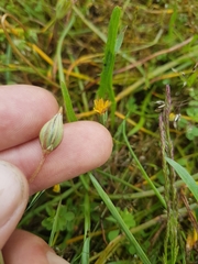 Microseris bigelovii