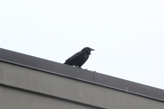 Corvus brachyrhynchos