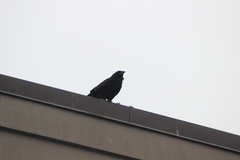 Corvus brachyrhynchos