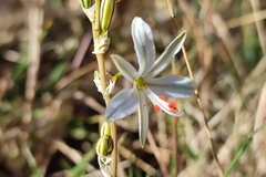 Echeandia eccremorrhiza