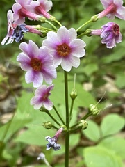 Primula japonica