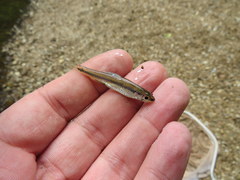 Notropis boops