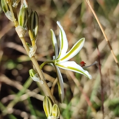 Echeandia eccremorrhiza