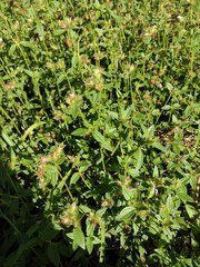 Pterolepis glomerata