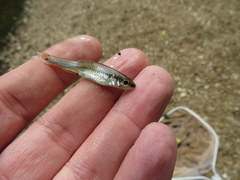 Notropis boops