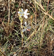 Echeandia eccremorrhiza