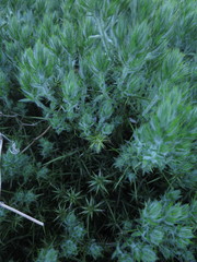 Genista tournefortii