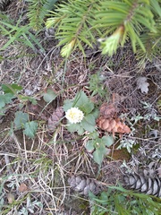 Micranthes rhomboidea