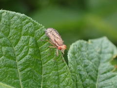 Trypetoptera canadensis
