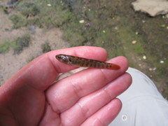 Etheostoma smithi
