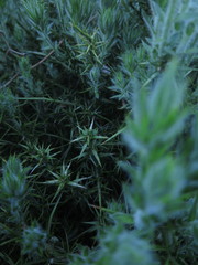 Genista tournefortii