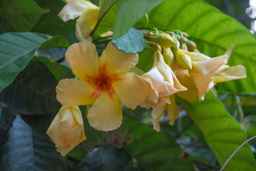 Odontadenia semidigyna, photograph 2
