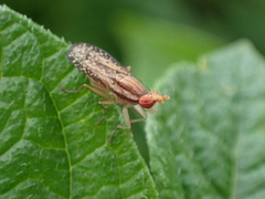 Trypetoptera canadensis