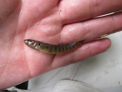 Etheostoma smithi