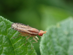 Trypetoptera canadensis