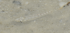 Fundulus grandis