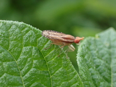 Trypetoptera canadensis