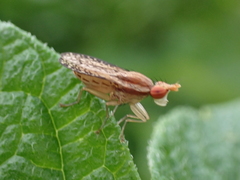 Trypetoptera canadensis