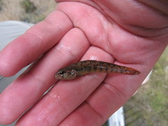 Etheostoma smithi