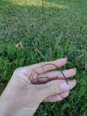 Paspalum paniculatum