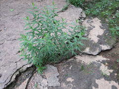 Amsonia illustris