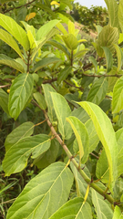 Ficus hispida