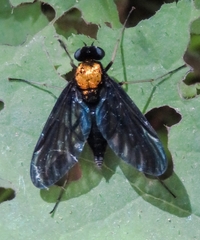 Chrysopilus davisi