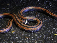 Sinomicrurus sauteri