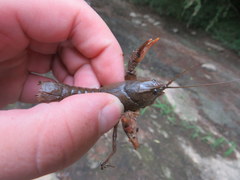 Cambarus graysoni