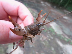 Cambarus graysoni