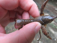 Cambarus graysoni