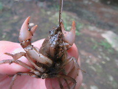 Cambarus graysoni