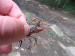 Cambarus graysoni