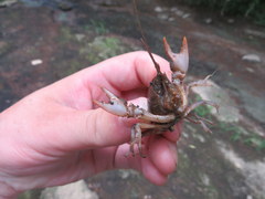 Cambarus graysoni